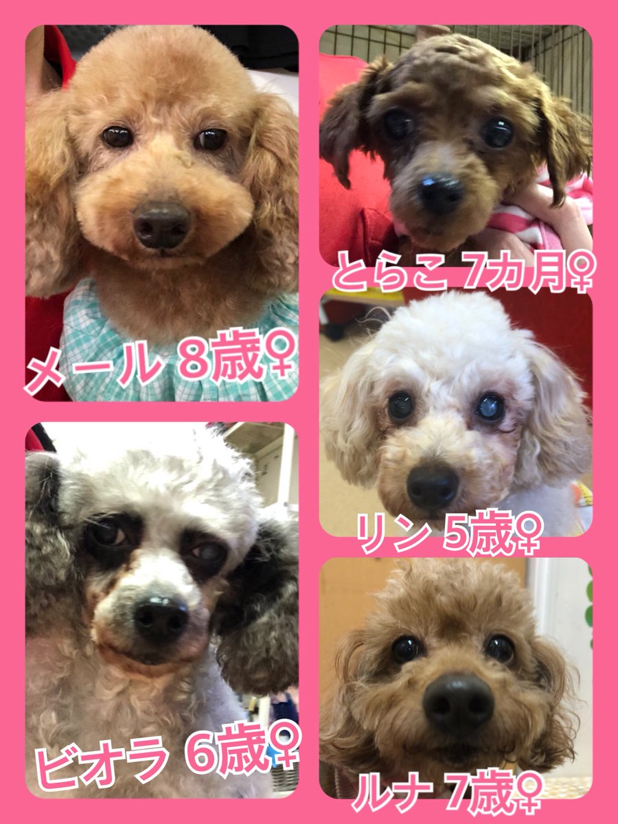 🐾今日の里親様募集中ワンコ🐶メンバーです🐾2020,4,16